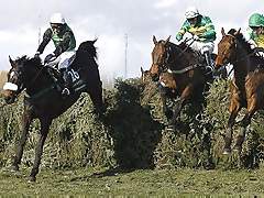 horse