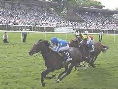 horse