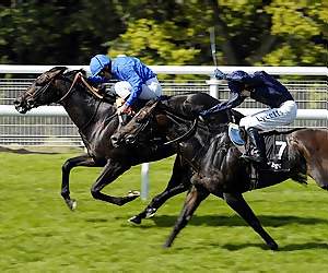 horse