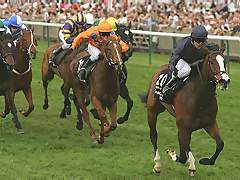horse