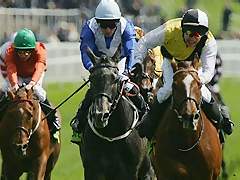 horse