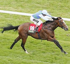 horse
