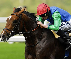 horse