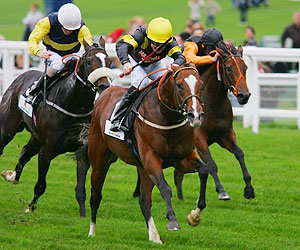 horse