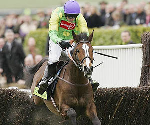 horse