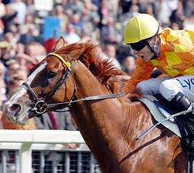 horse