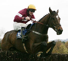 horse
