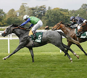horse