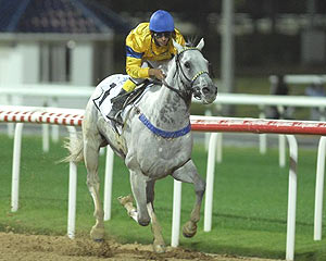 horse