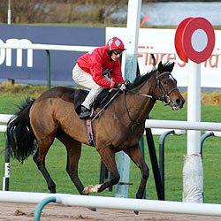 horse