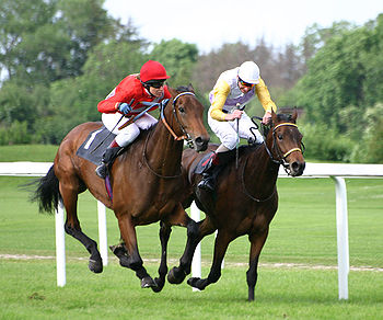 horse
