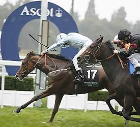 horse